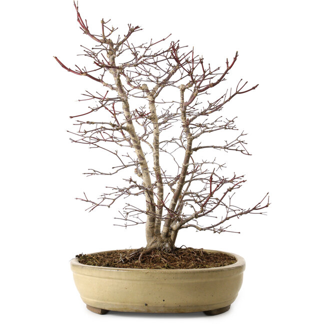 Acer palmatum, 60 cm, ± 20 anni, con nebari di 20 cm, in un vaso rotto