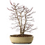 Acer palmatum, 60 cm, ± 20 anni, con nebari di 20 cm, in un vaso rotto