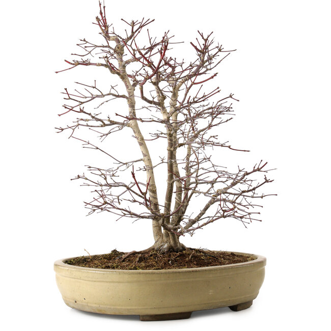 Acer palmatum, 60 cm, ± 20 anni, con nebari di 20 cm, in un vaso rotto