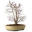 Acer palmatum, 60 cm, ± 20 anni, con nebari di 20 cm, in un vaso rotto