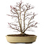 Acer palmatum, 60 cm, ± 20 jaar oud, met een nebari van 20 cm, in een gebroken pot.