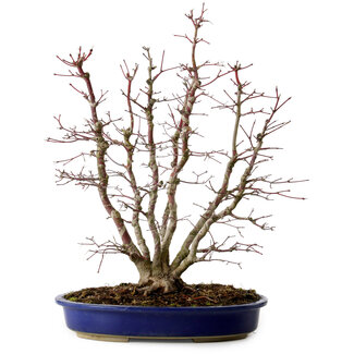 Acer palmatum, 46 cm, ± 15 años de edad