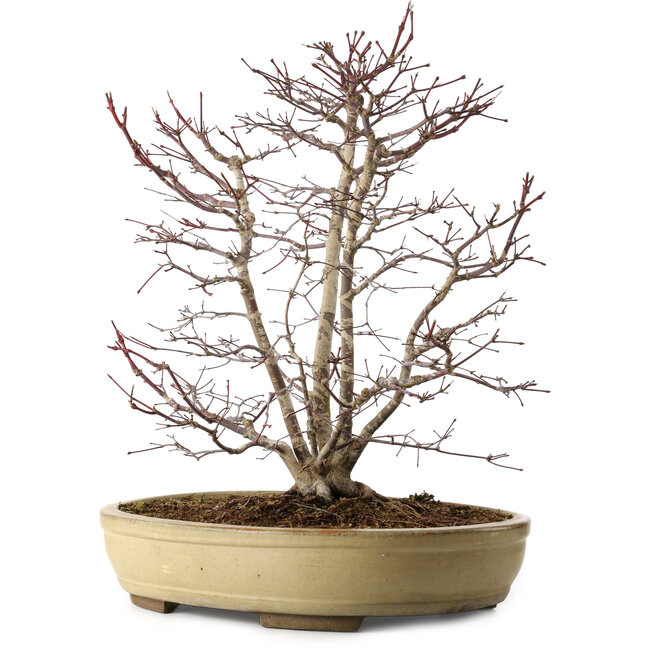 Acer palmatum, 60 cm, ± 20 anni, con nebari di 20 cm, in un vaso rotto