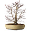 Acer palmatum, 60 cm, ± 20 anni, con nebari di 20 cm, in un vaso rotto