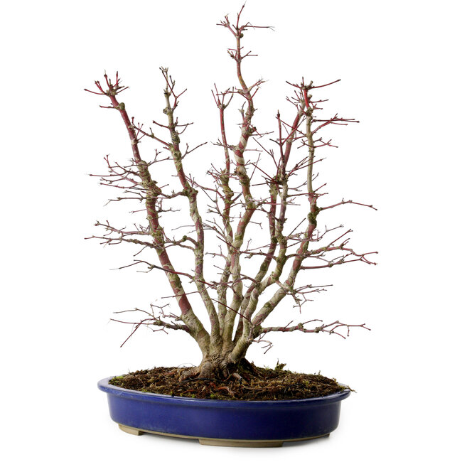Acer palmatum, 46 cm, ± 15 ans, avec un nebari de 15 cm