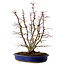 Acer palmatum, 46 cm, ± 15 años, con un nebari de 15 cm