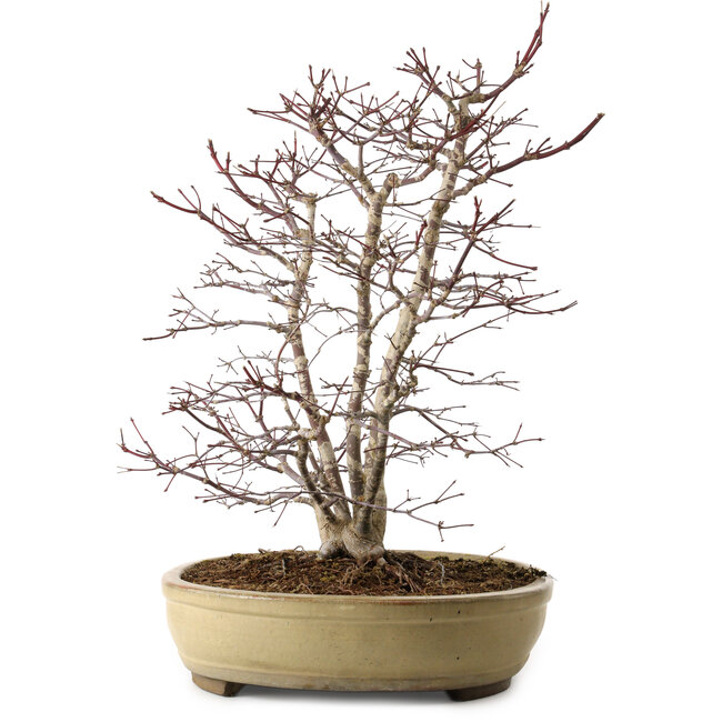 Acer palmatum, 60 cm, ± 20 jaar oud, met een nebari van 20 cm, in een gebroken pot.