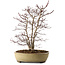 Acer palmatum, 60 cm, ± 20 anni, con nebari di 20 cm, in un vaso rotto