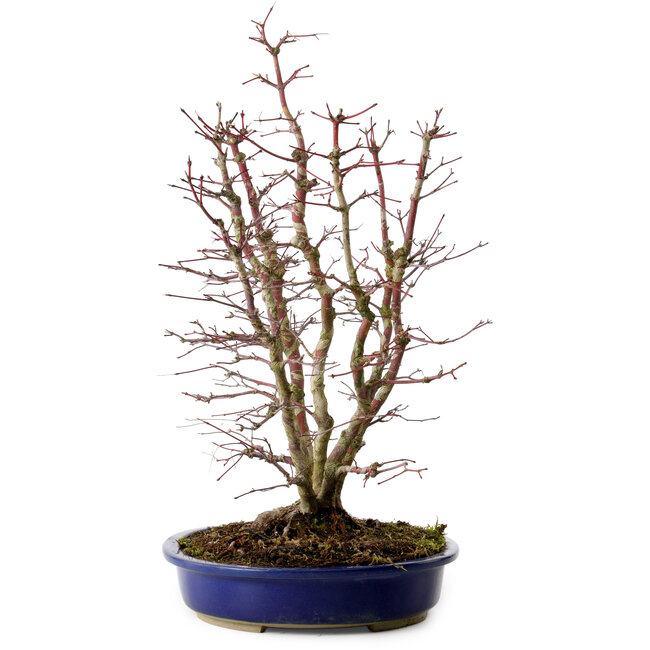 Acer palmatum, 46 cm, ± 15 years old, with a nebari of 15 cm