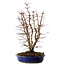 Acer palmatum, 46 cm, ± 15 Jahre alt, mit einem Wurzelhals von 15 cm