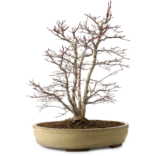 Acer palmatum, 60 cm, ± 20 jaar oud, met een nebari van 20 cm, in een gebroken pot.