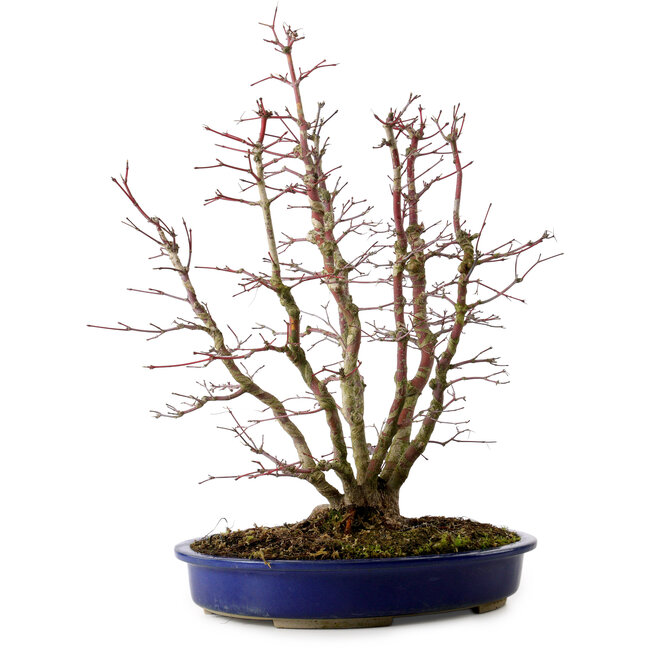 Acer palmatum, 46 cm, ± 15 ans, avec un nebari de 15 cm