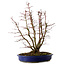 Acer palmatum, 46 cm, ± 15 years old, with a nebari of 15 cm