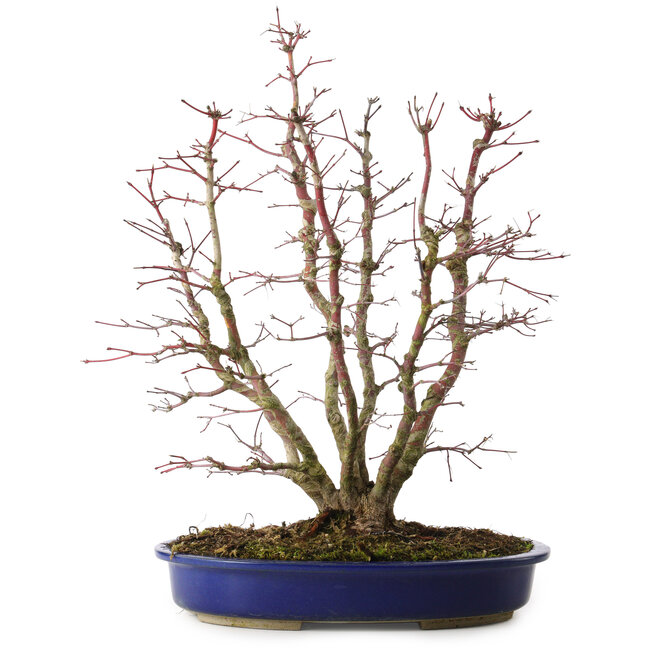 Acer palmatum, 46 cm, ± 15 ans, avec un nebari de 15 cm