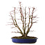 Acer palmatum, 46 cm, ± 15 años, con un nebari de 15 cm