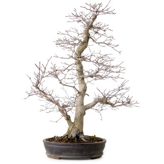Acer palmatum, 53 cm, ± 20 ans