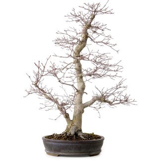 Acer palmatum, 53 cm, ± 20 years old