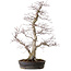 Acer palmatum, 53 cm, ± 20 Jahre alt, mit einem Wurzelhals von 12 cm