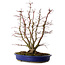 Acer palmatum, 46 cm, ± 15 años, con un nebari de 15 cm