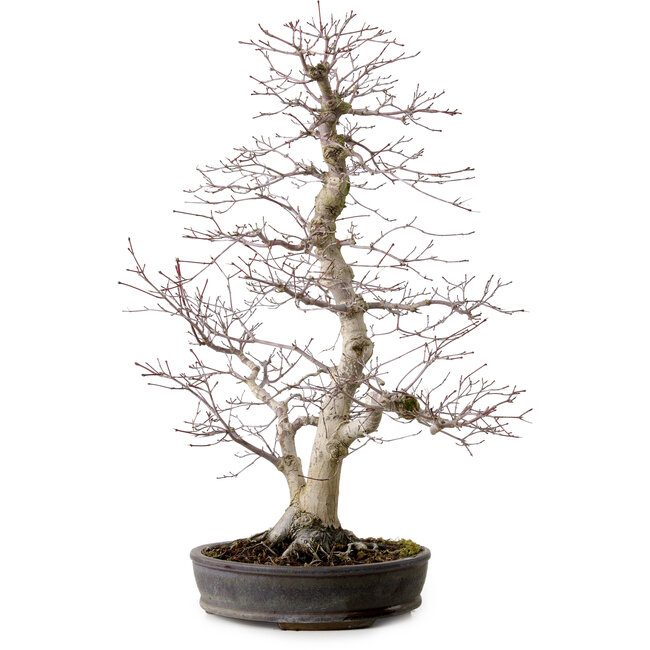 Acer palmatum, 53 cm, ± 20 ans, avec un nebari de 12 cm