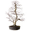 Acer palmatum, 53 cm, ± 20 años, con un nebari de 12 cm