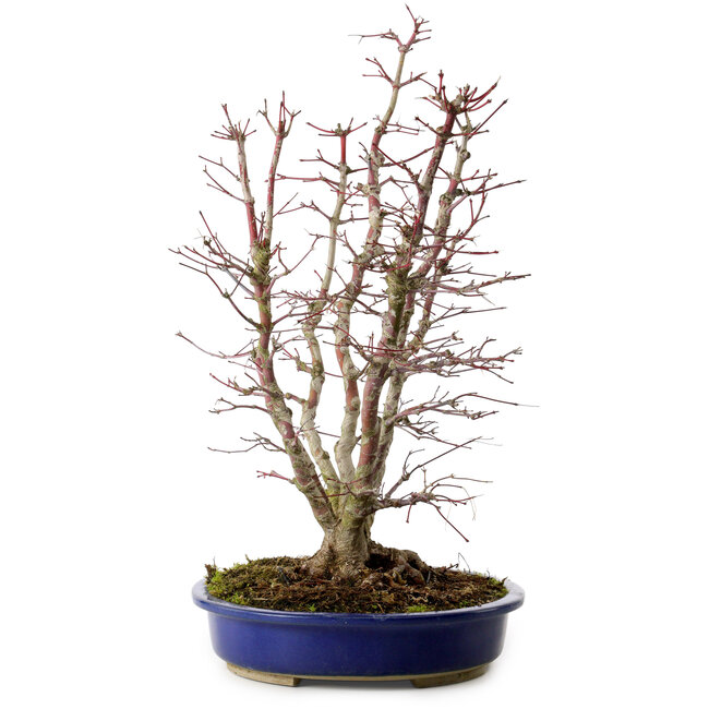 Acer palmatum, 46 cm, ± 15 ans, avec un nebari de 15 cm