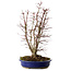 Acer palmatum, 46 cm, ± 15 Jahre alt, mit einem Wurzelhals von 15 cm