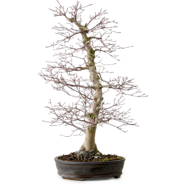 Acer palmatum, 53 cm, ± 20 Jahre alt, mit einem Wurzelhals von 12 cm