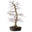 Acer palmatum, 53 cm, ± 20 anni, con nebari di 12 cm