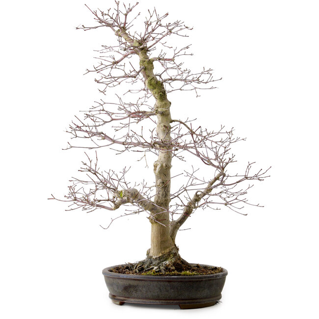 Acer palmatum, 53 cm, ± 20 Jahre alt, mit einem Wurzelhals von 12 cm