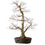 Acer palmatum, 53 cm, ± 20 years old, with a nebari of 12 cm