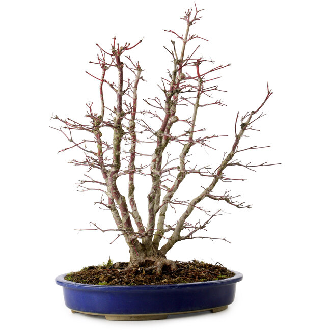 Acer palmatum, 46 cm, ± 15 Jahre alt, mit einem Wurzelhals von 15 cm