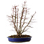 Acer palmatum, 46 cm, ± 15 years old, with a nebari of 15 cm