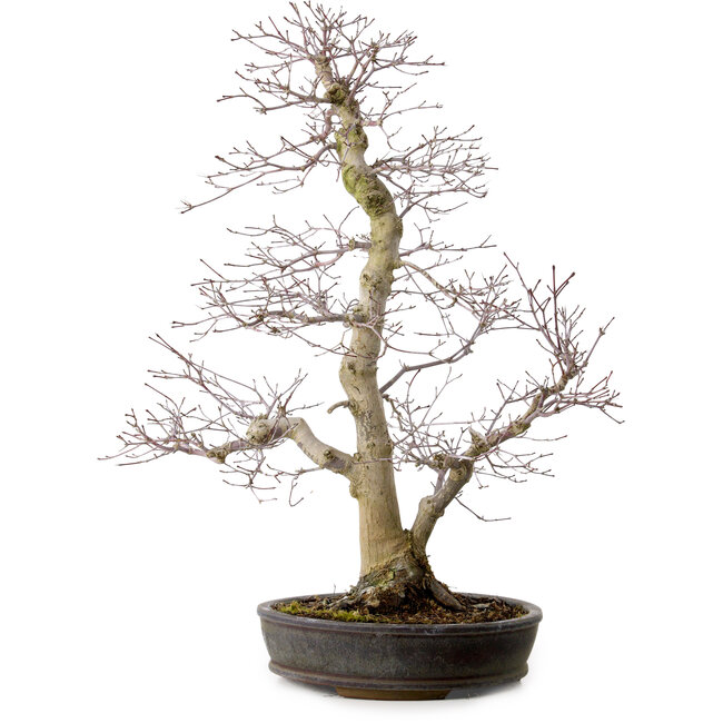 Acer palmatum, 53 cm, ± 20 years old, with a nebari of 12 cm