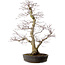 Acer palmatum, 53 cm, ± 20 Jahre alt, mit einem Wurzelhals von 12 cm
