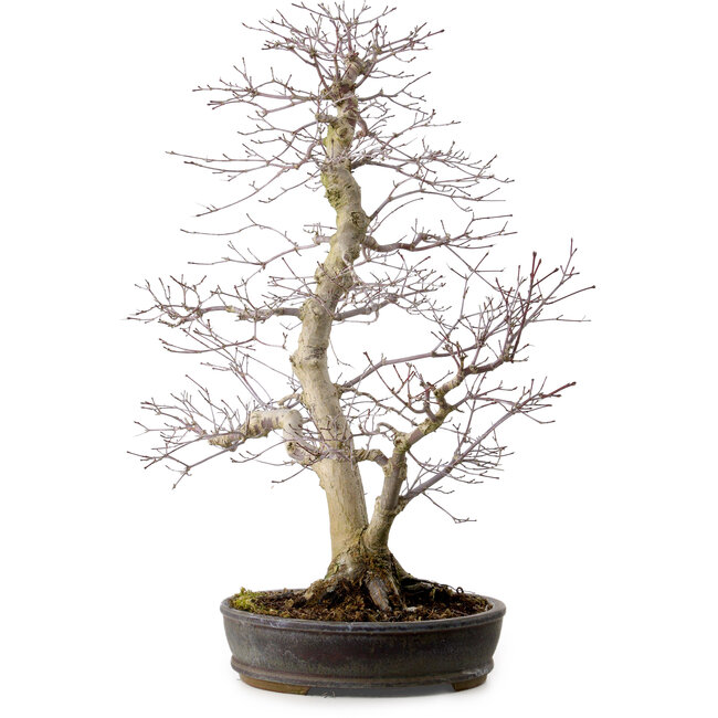 Acer palmatum, 53 cm, ± 20 años, con un nebari de 12 cm