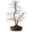 Acer palmatum, 53 cm, ± 20 anni, con nebari di 12 cm