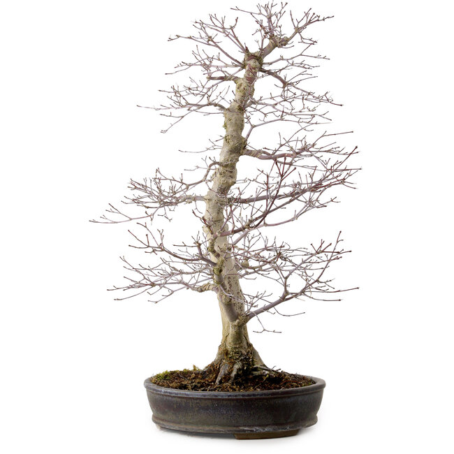 Acer palmatum, 53 cm, ± 20 Jahre alt, mit einem Wurzelhals von 12 cm
