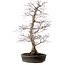 Acer palmatum, 53 cm, ± 20 años, con un nebari de 12 cm