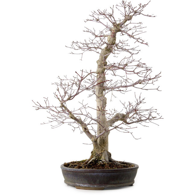 Acer palmatum, 53 cm, ± 20 years old, with a nebari of 12 cm