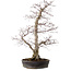 Acer palmatum, 53 cm, ± 20 years old, with a nebari of 12 cm
