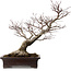 Acer palmatum Arakawa, 46 cm, ca. 25 Jahre alt, in einem handgefertigten japanischen Topf von Yamaaki, mit einem Nebari von 22 cm