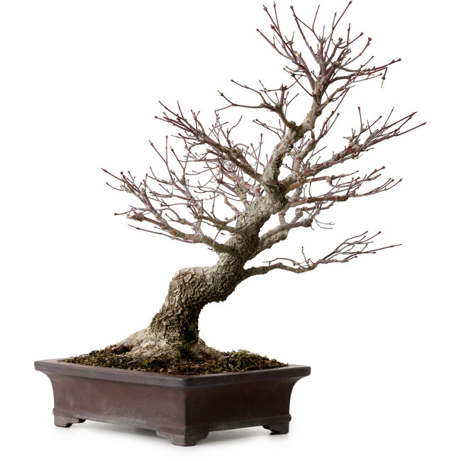 Acer palmatum Arakawa, 46 cm, ± 25 ans, dans un pot japonais fait main par Yamaaki, avec un nebari de 22 cm