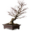Acer palmatum Arakawa, 46 cm, ca. 25 Jahre alt, in einem handgefertigten japanischen Topf von Yamaaki, mit einem Nebari von 22 cm