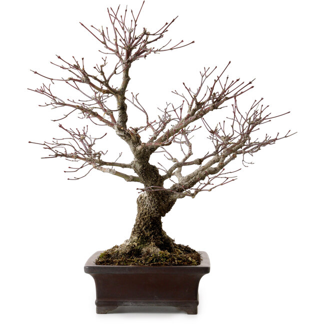Acer palmatum Arakawa, 46 cm, ± 25 años, en una maceta japonesa hecha a mano por Yamaaki, con un nebari de 22 cm.