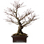 Acer palmatum Arakawa, 46 cm, ca. 25 Jahre alt, in einem handgefertigten japanischen Topf von Yamaaki, mit einem Nebari von 22 cm