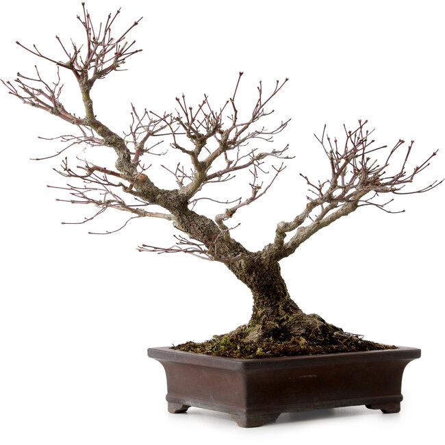Acer palmatum Arakawa, 46 cm, ± 25 anni, in vaso giapponese fatto a mano da Yamaaki, con nebari di 22 cm
