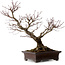 Acer palmatum Arakawa, 46 cm, ± 25 anni, in vaso giapponese fatto a mano da Yamaaki, con nebari di 22 cm