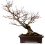 Acer palmatum Arakawa, 46 cm, ± 25 ans, dans un pot japonais fait main par Yamaaki, avec un nebari de 22 cm