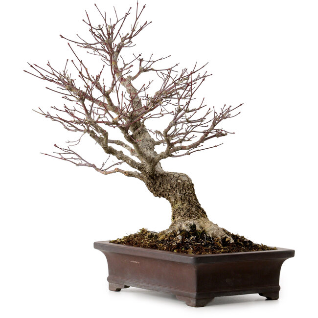 Acer palmatum Arakawa, 46 cm, ± 25 anni, in vaso giapponese fatto a mano da Yamaaki, con nebari di 22 cm